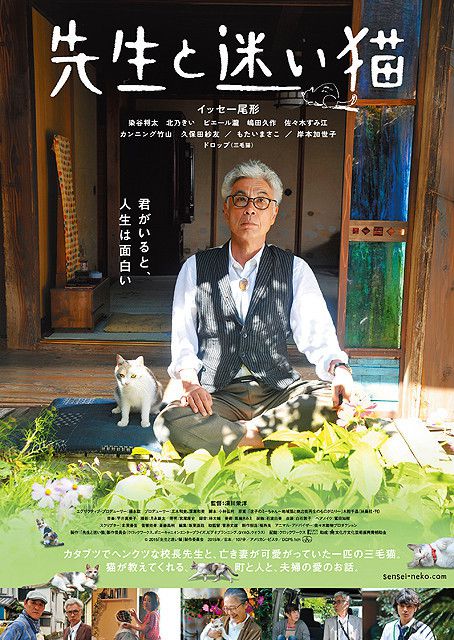 老师与流浪猫(全集)